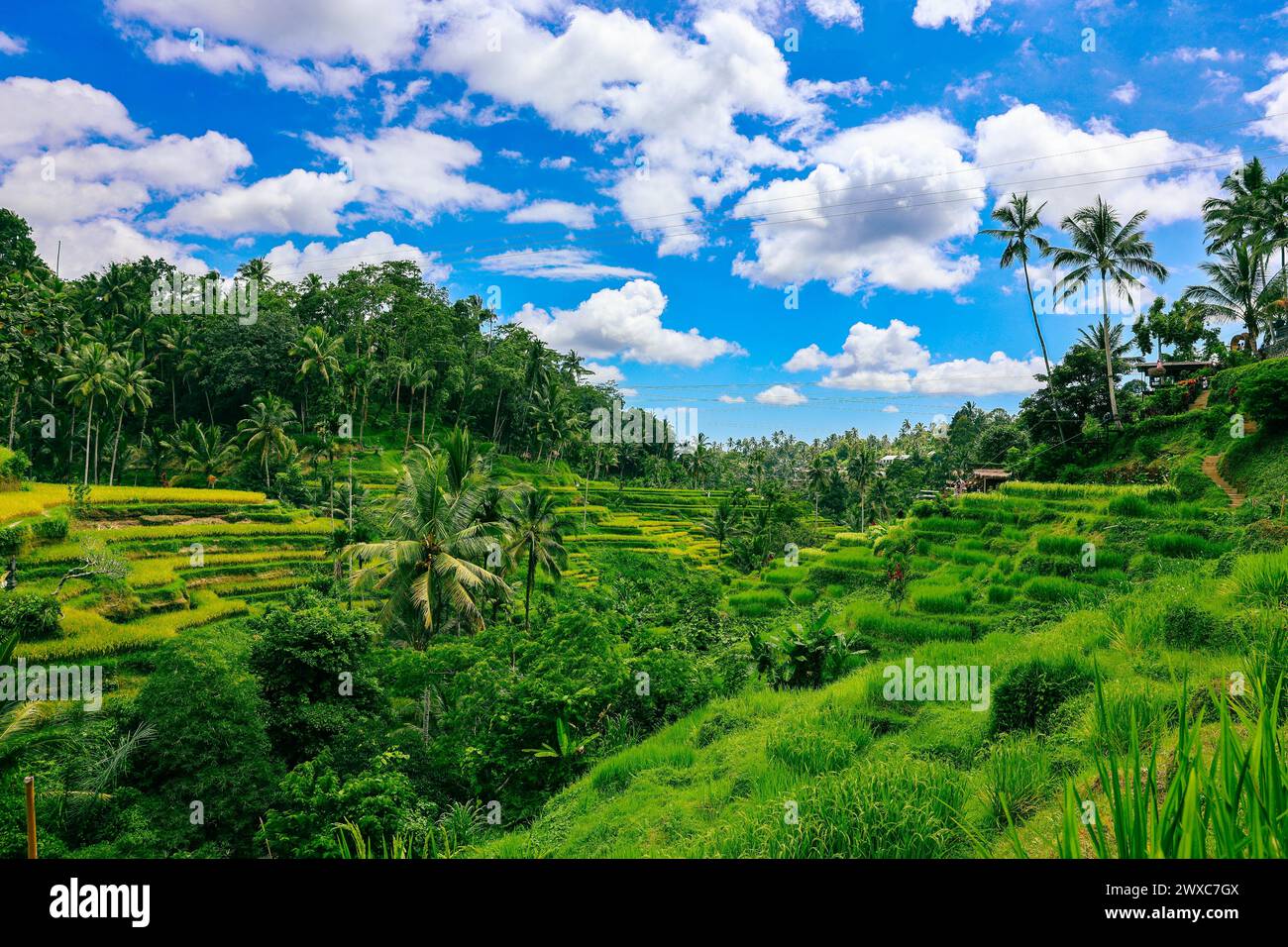Atemberaubende Reisterrasse in Bali mit blauem Himmel Stockfoto