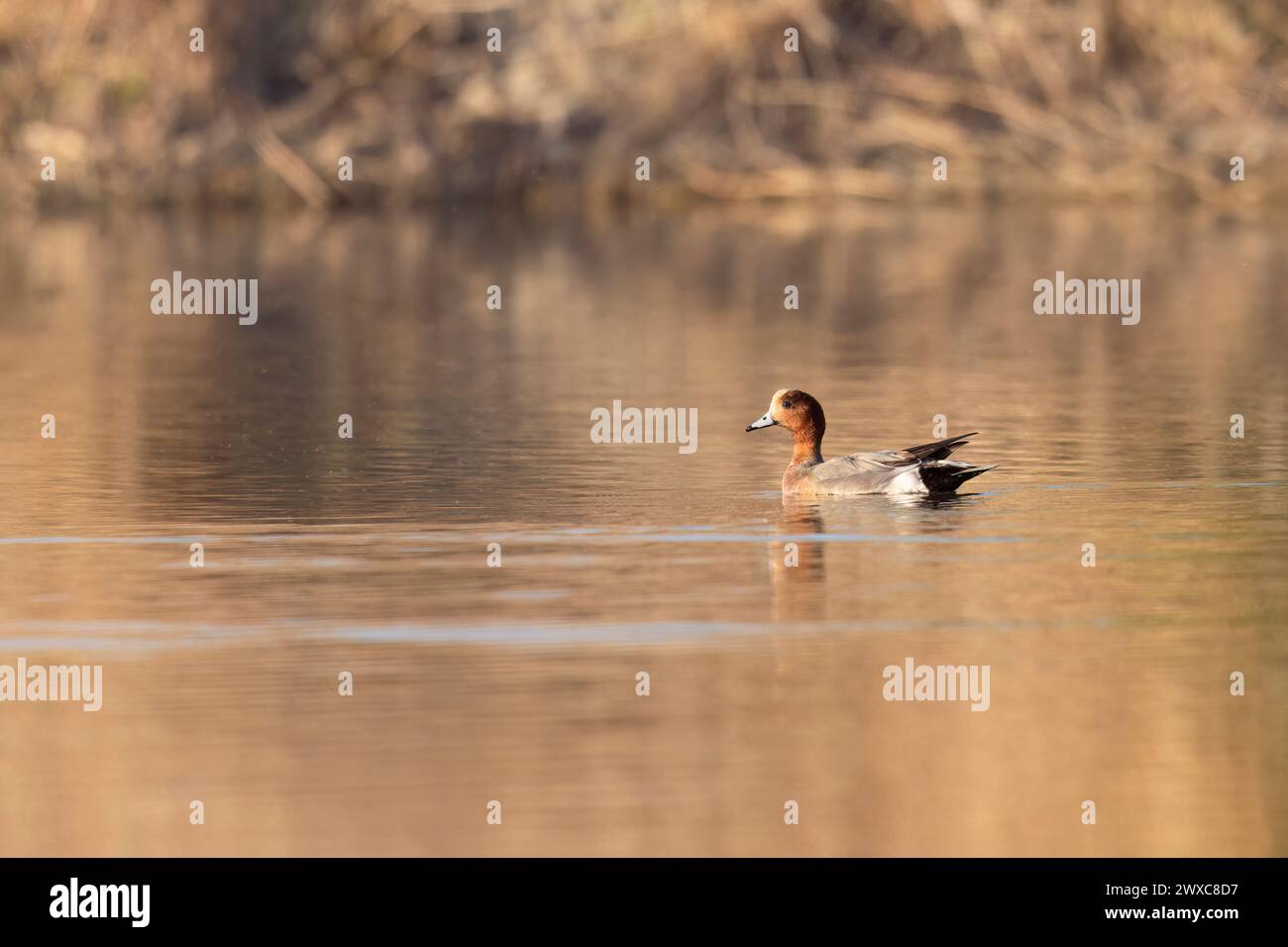 Eurasische Wige, Mareca penelope, männliches Gefieder, schöne und unverwechselbare Ente. Stockfoto