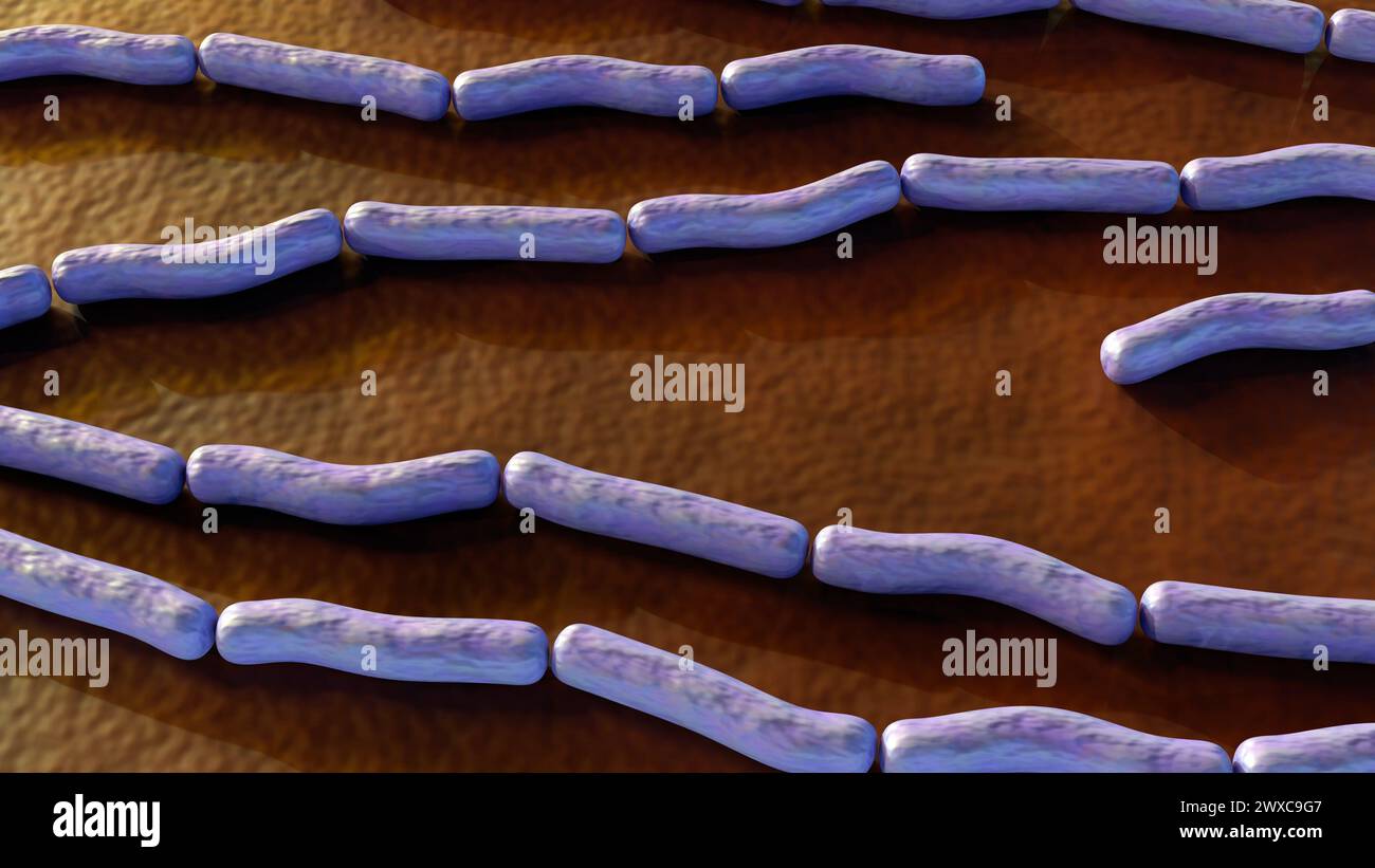 Anthrax ist eine tödliche bakterielle Erkrankung, die durch das Bacillus anthracis Bakterium, 3D-Rendering, verursacht wird Stockfoto