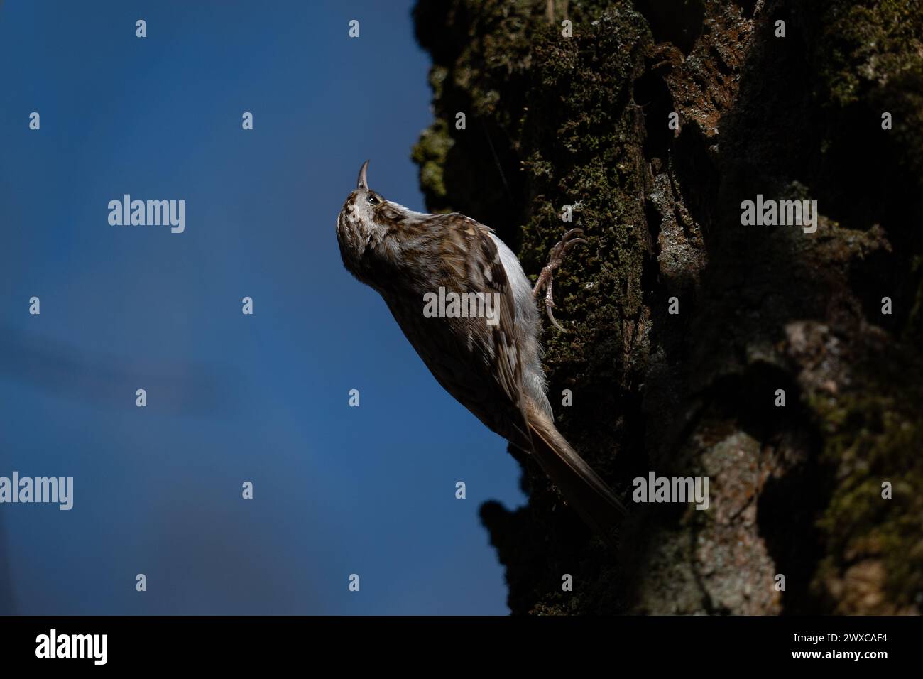 Treecreeper (Certhia familiaris) auf einem Baum Stockfoto