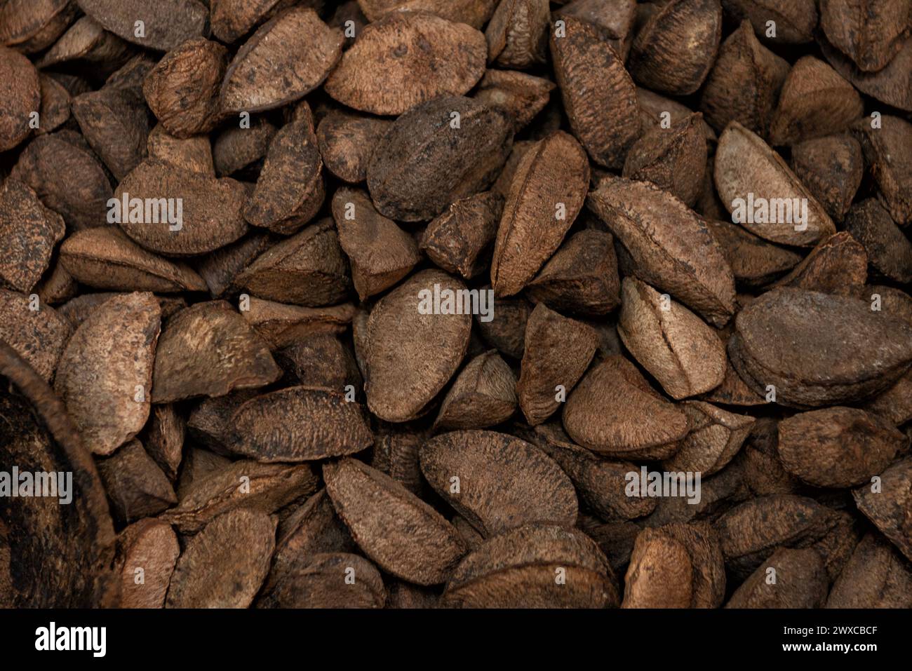 Paranusssamen in der Schale oder Bertholletia excelsa Stockfoto