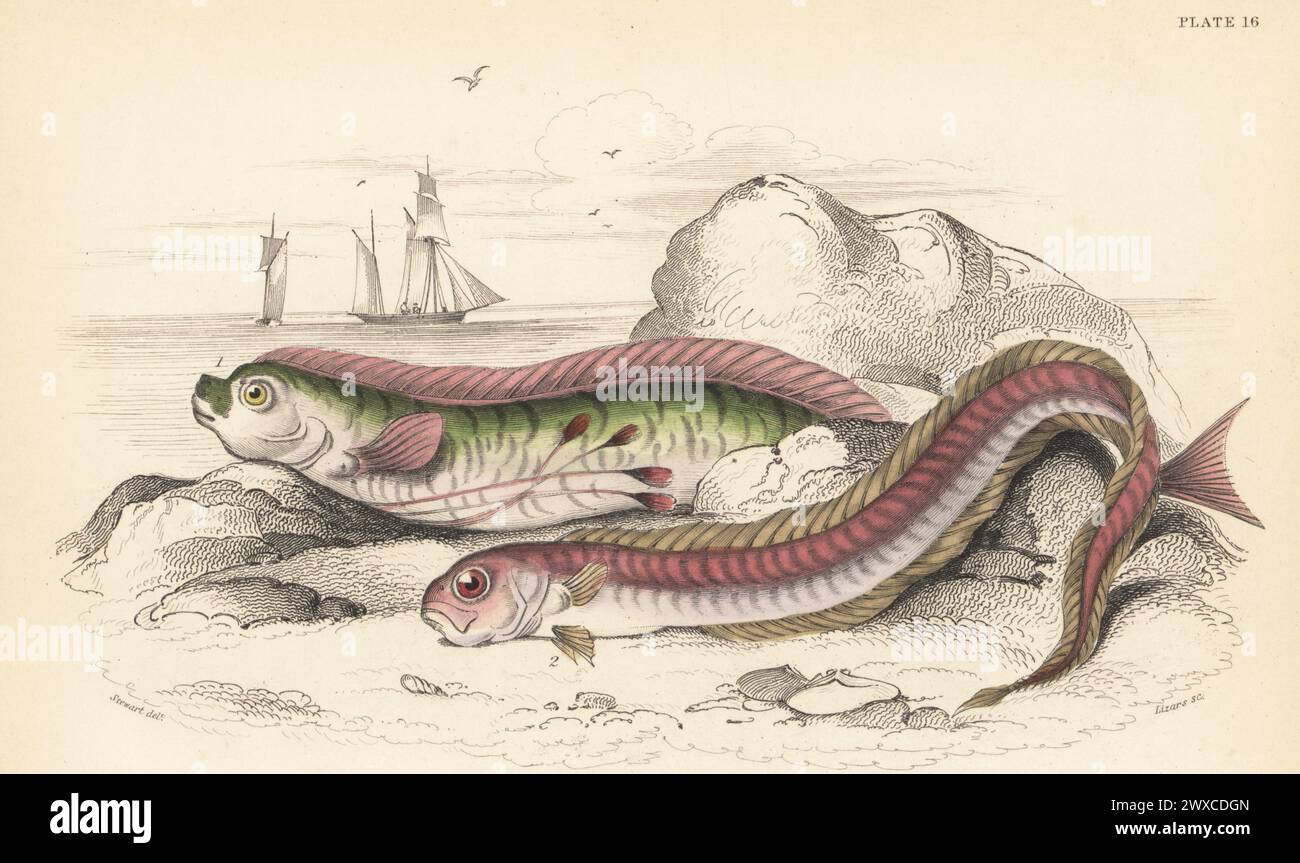 Oarfish, Regalecus russellii 1 und Rotbandfish, Cepola macrophthalma 2. Gymnetrus hawkenii, rotes Band, Cepola rubescens. Handkolorierter Stahlstich von William Lizars nach einer Illustration von James Stewart aus Sir William Jardines The Naturalist's Library, Ichthyology, British Fishes, W.H. Lizars, Edinburgh, 1843. Stockfoto