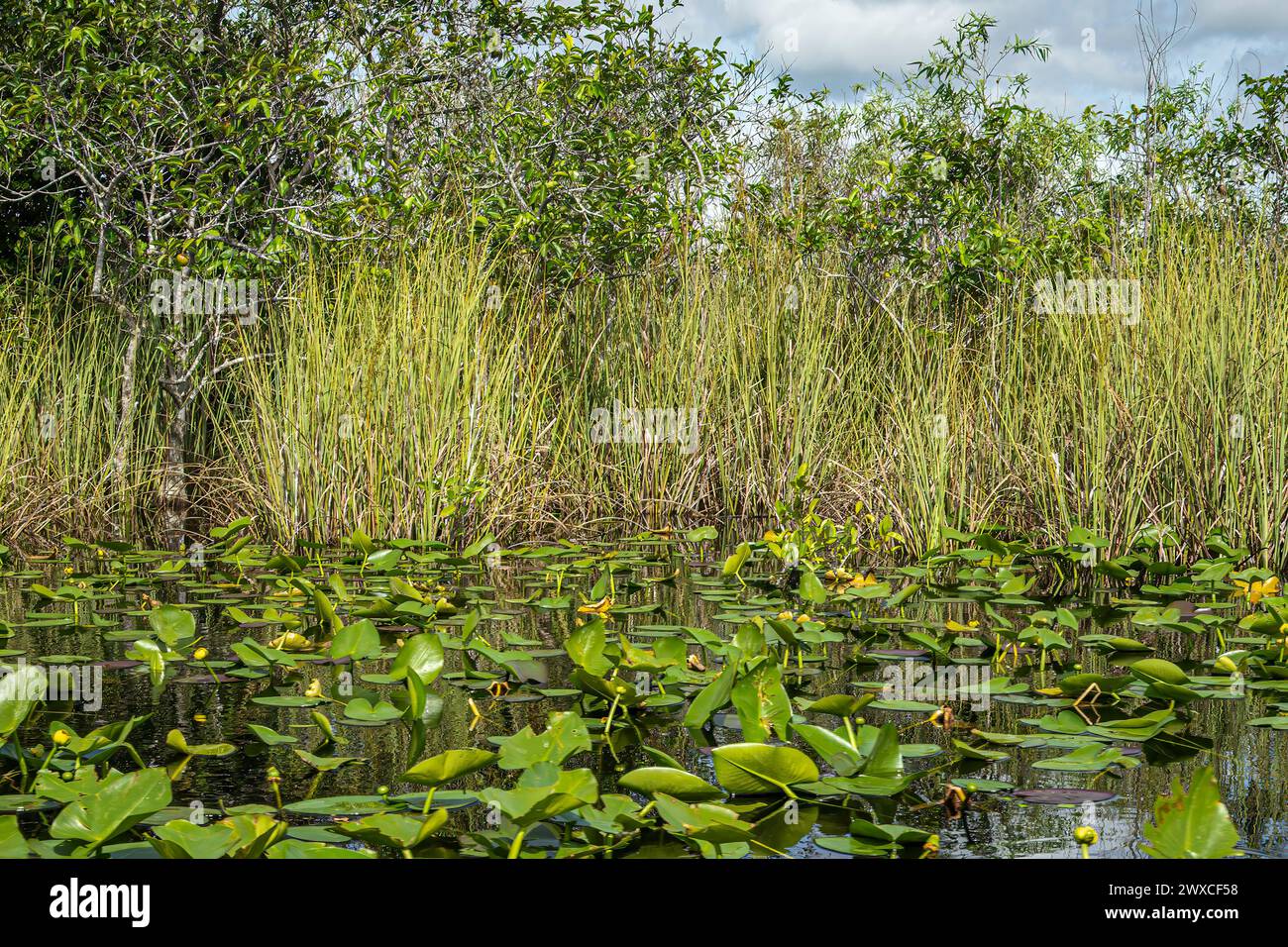 Everglades, Florida, USA - 29. Juli 2023: Nahaufnahme, Fluss teilweise von grünem Laub bedeckt und von kurzen Bäumen umgeben Stockfoto