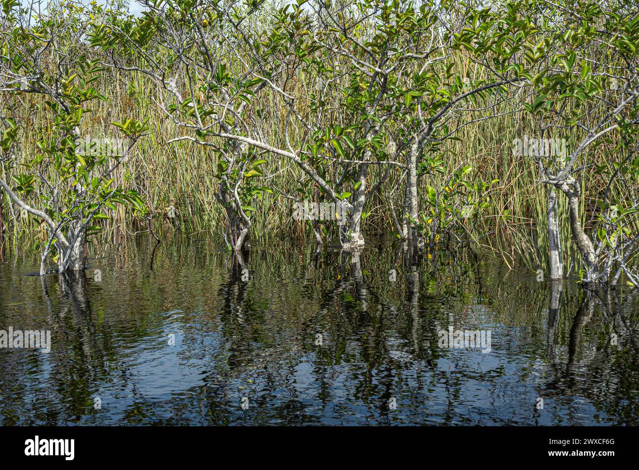 Everglades, Florida, USA - 29. Juli 2023: Bäume wachsen in den weniger tiefen Pools, die sich in zitterndem Wasser und blauem Himmel spiegeln. Grünes Laub als Stockfoto