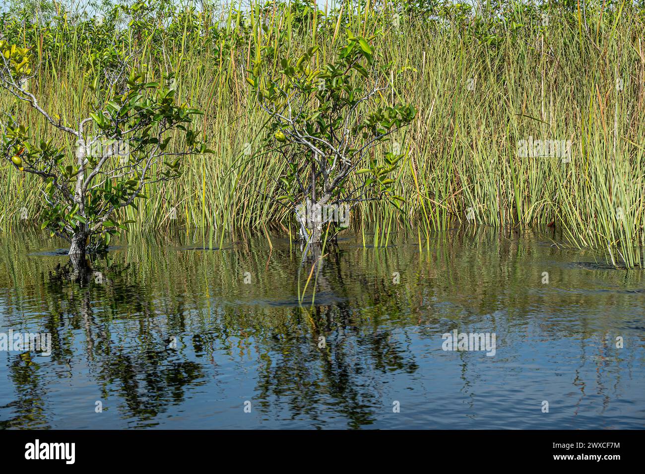 Everglades, Florida, USA - 29. Juli 2023: Nahaufnahme, Bäume wachsen in den weniger tiefen Pools, die sich in zitterndem Wasser und blauem Himmel spiegeln. Grün für Stockfoto
