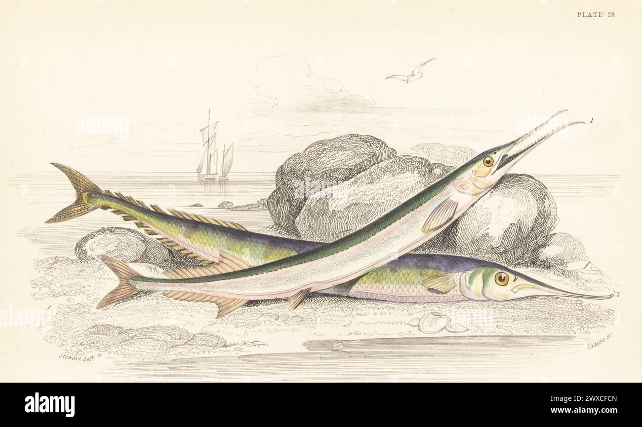 Garfish oder Seedadel, Belone belone 1 und Atlantic Saury oder Saury Hecht, Scomberesox Saurus 2. Handkolorierter Stahlstich von William Lizars nach einer Illustration von James Stewart aus Sir William Jardines The Naturalist's Library, Ichthyology, British Fishes, W.H. Lizars, Edinburgh, 1843. Stockfoto