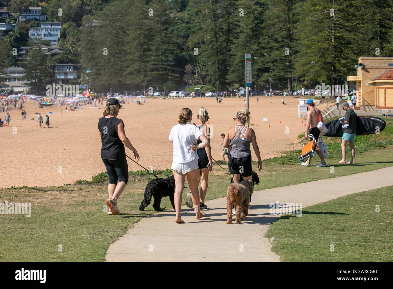 Gruppe von Freundinnen, die ihre Hunde entlang des Küstenweges am Palm Beach in Sydney, Northern Beaches Region, New South Wales, Australien, laufen Stockfoto