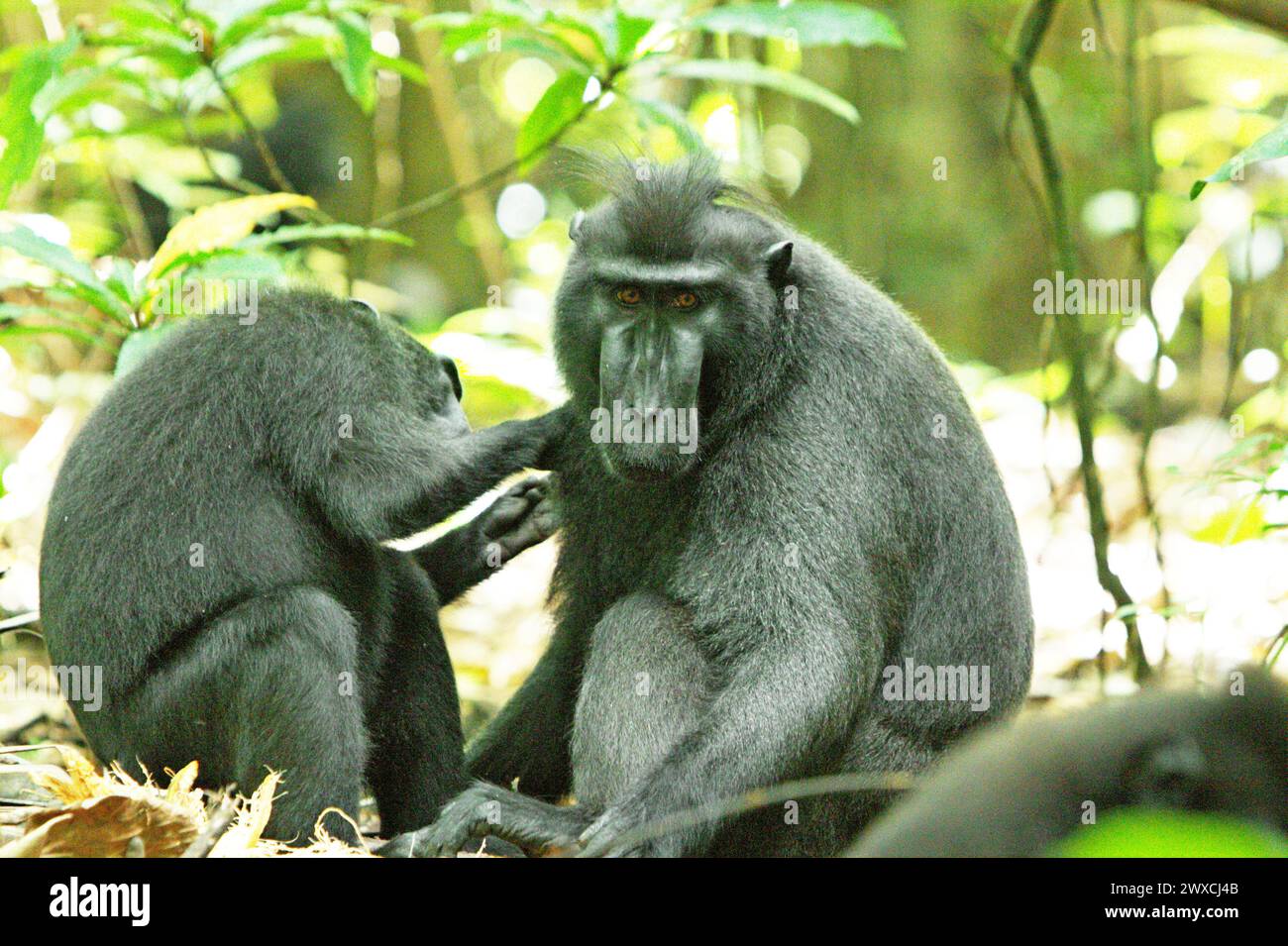 Ein Haubenmakaken (Macaca nigra) starrt in die Kamera, während er auf dem Waldboden sitzt, während er von einem anderen Individuum im Tangkoko Nature Reserve, einem geschützten Lebensraum in Nord-Sulawesi, Indonesien, gepflegt wird. Der Klimawandel verändert Umweltnischen, was dazu führt, dass Arten ihr Lebensraumspektrum verlagern, während sie ihre ökologische Nische verfolgen, was nach Ansicht von Nature Climate Change ein Nachteil für ein effektives Management der biologischen Vielfalt sein könnte. Ein Bericht eines Wissenschaftlerteams unter der Leitung von Marine Joly, basierend auf Forschungen von 2012 bis 2020, hat ergeben, dass die Temperatur... Stockfoto