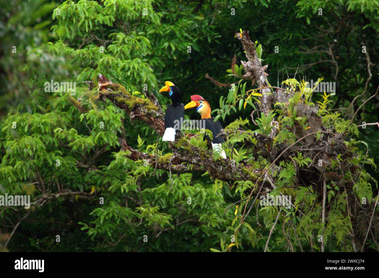 Nabelschnabel (Rhyticeros cassidix), ein Paar, auf einer Baumspitze in einem bewachsenen Gebiet in der Nähe von Mount Tangkoko und Mount Duasudara (Dua Saudara) in Bitung, Nord-Sulawesi, Indonesien. Der Klimawandel verändert Umweltnischen, was dazu führt, dass Arten ihr Lebensraumspektrum verlagern, während sie ihre ökologische Nische verfolgen, was nach Ansicht von Nature Climate Change ein Nachteil für ein effektives Management der biologischen Vielfalt sein könnte. Ein Bericht eines Wissenschaftlerteams unter der Leitung von Marine Joly, der auf Forschungen zwischen 2012 und 2020 basiert, hat ergeben, dass die Temperatur um bis zu 0,2 Grad Celsius steigt Stockfoto