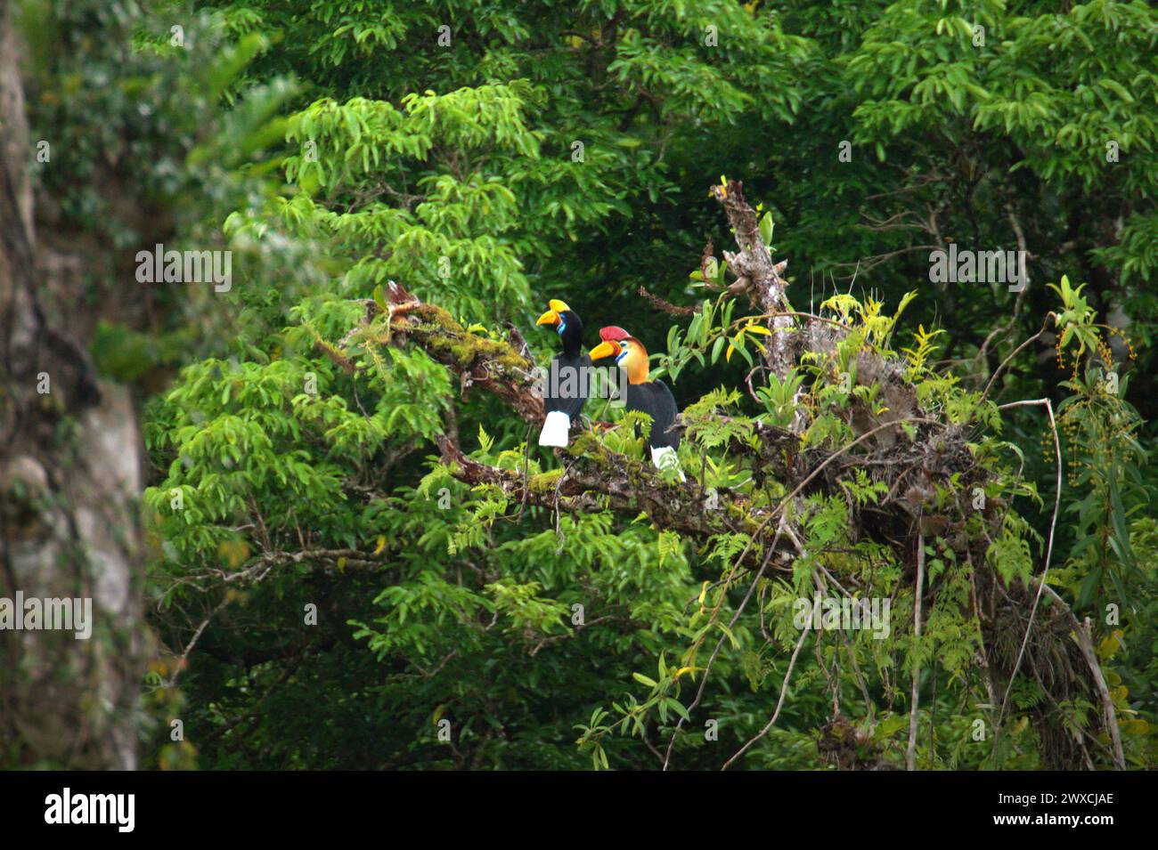 Nabelschnabel (Rhyticeros cassidix), ein Paar, auf einer Baumspitze in einem bewachsenen Gebiet in der Nähe von Mount Tangkoko und Mount Duasudara (Dua Saudara) in Bitung, Nord-Sulawesi, Indonesien. Der Klimawandel verändert Umweltnischen, was dazu führt, dass Arten ihr Lebensraumspektrum verlagern, während sie ihre ökologische Nische verfolgen, was nach Ansicht von Nature Climate Change ein Nachteil für ein effektives Management der biologischen Vielfalt sein könnte. Ein Bericht eines Wissenschaftlerteams unter der Leitung von Marine Joly, der auf Forschungen zwischen 2012 und 2020 basiert, hat ergeben, dass die Temperatur um bis zu 0,2 Grad Celsius steigt Stockfoto