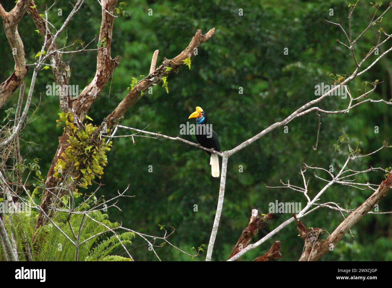 Ein Noppenhornschnabel (Rhyticeros cassidix) sitzt auf einer Baumspitze in einem bewachsenen Gebiet in der Nähe des Mount Tangkoko und des Mount Duasudara (Dua Saudara) in Bitung, Nord-Sulawesi, Indonesien. Der Klimawandel verändert Umweltnischen, was dazu führt, dass Arten ihr Lebensraumspektrum verlagern, während sie ihre ökologische Nische verfolgen, was nach Ansicht von Nature Climate Change ein Nachteil für ein effektives Management der biologischen Vielfalt sein könnte. Ein Bericht eines Teams von Wissenschaftlern unter der Leitung von Marine Joly, basierend auf Forschungen von 2012 bis 2020, hat gezeigt, dass die Temperatur steigt... Stockfoto