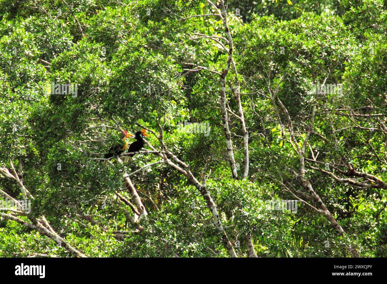 Noppschnabel (Rhyticeros cassidix), ein Paar, ruhen im Schatten auf einem Zweig eines Baumes in einem bewachsenen Gebiet in der Nähe von Mount Tangkoko und Mount Duasudara (Dua Saudara) in Bitung, Nord-Sulawesi, Indonesien. Der Klimawandel verändert Umweltnischen, was dazu führt, dass Arten ihr Lebensraumspektrum verlagern, während sie ihre ökologische Nische verfolgen, was nach Ansicht von Nature Climate Change ein Nachteil für ein effektives Management der biologischen Vielfalt sein könnte. Ein Bericht eines Teams von Wissenschaftlern unter der Leitung von Marine Joly, basierend auf Forschungen von 2012 bis 2020, hat gezeigt, dass die Temperatur steigt... Stockfoto
