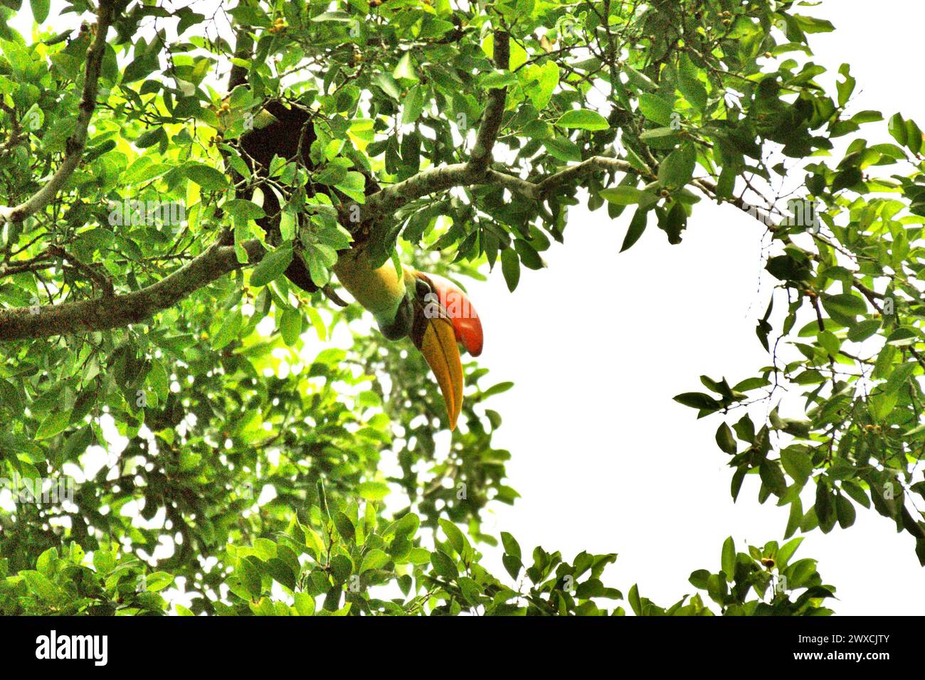 Ein männlicher Nashornvogel (Rhyticeros cassidix) sucht auf einem Baum im Tangkoko Nature Reserve, Nord-Sulawesi, Indonesien. Der Klimawandel verändert Umweltnischen, was dazu führt, dass Arten ihr Lebensraumspektrum verlagern, während sie ihre ökologische Nische verfolgen, was nach Ansicht von Nature Climate Change ein Nachteil für ein effektives Management der biologischen Vielfalt sein könnte. Ein Bericht eines Teams von Wissenschaftlern unter der Leitung von Marine Joly, basierend auf Forschungen von 2012 bis 2020, hat gezeigt, dass die Temperatur im Tangkoko Wald um bis zu 0,2 Grad pro Jahr steigt und... Stockfoto