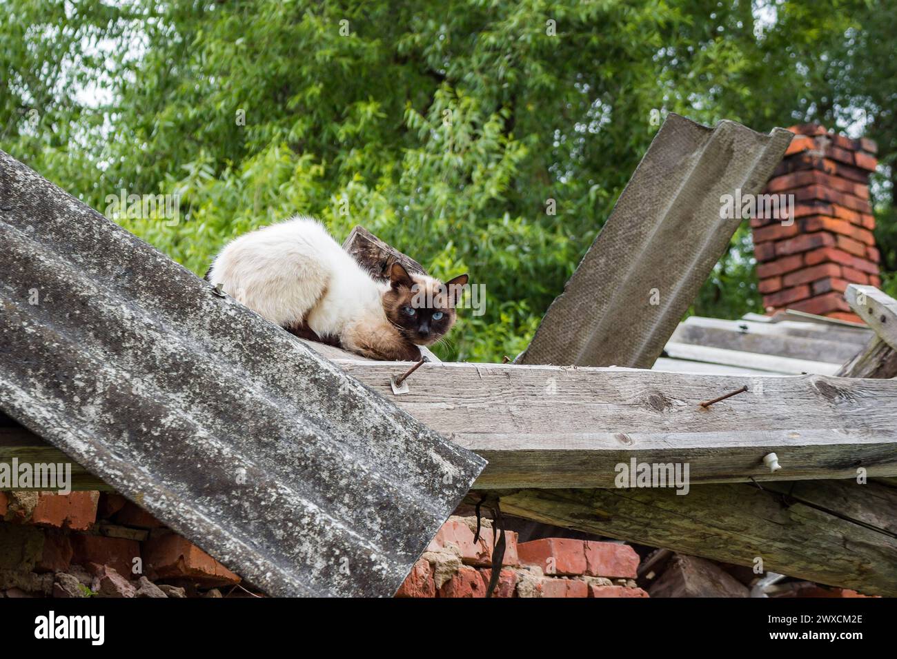 Die verängstigte siamkatze sitzt auf dem Dach Stockfoto