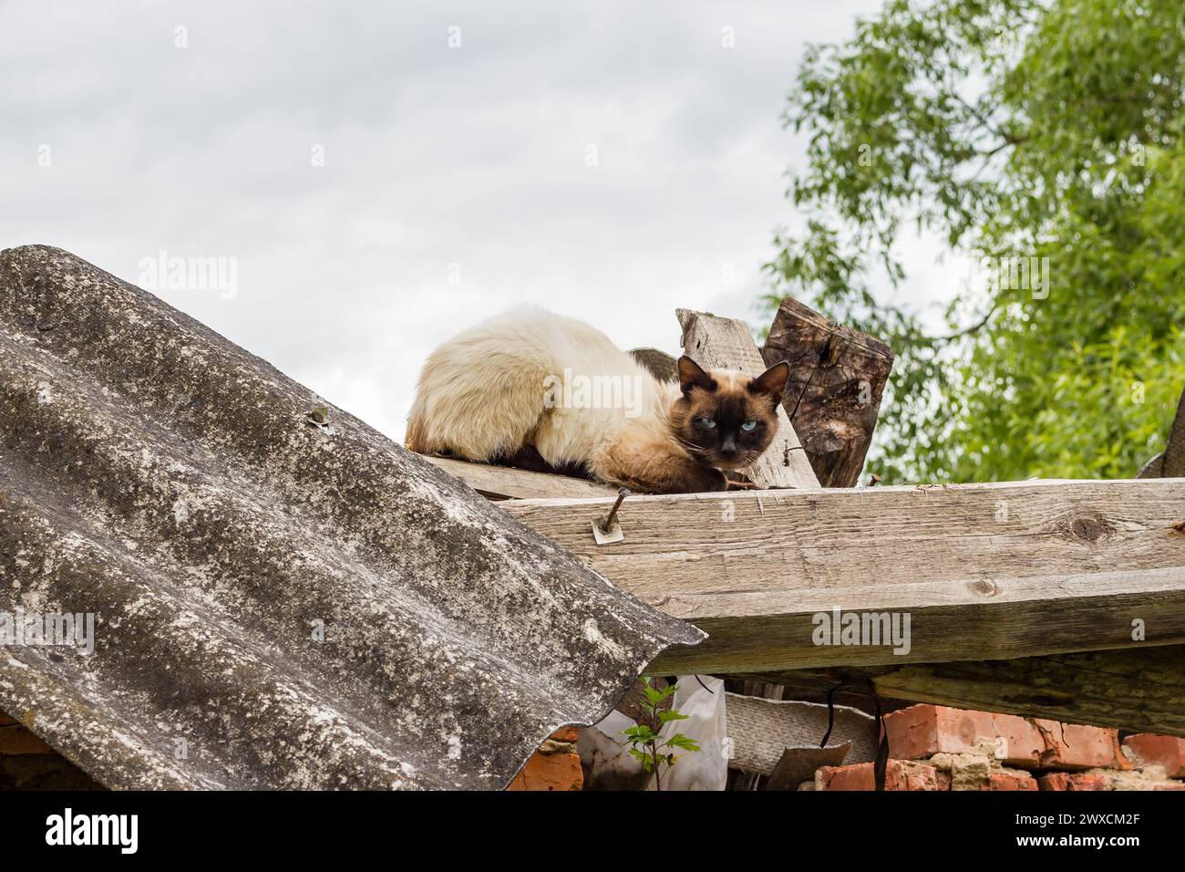 Die verängstigte siamkatze sitzt auf dem Dach Stockfoto