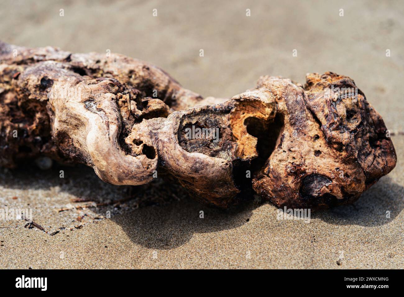 Wunderschönes Treibholz, das vom Meer viele Jahre lang verarbeitet wird Stockfoto