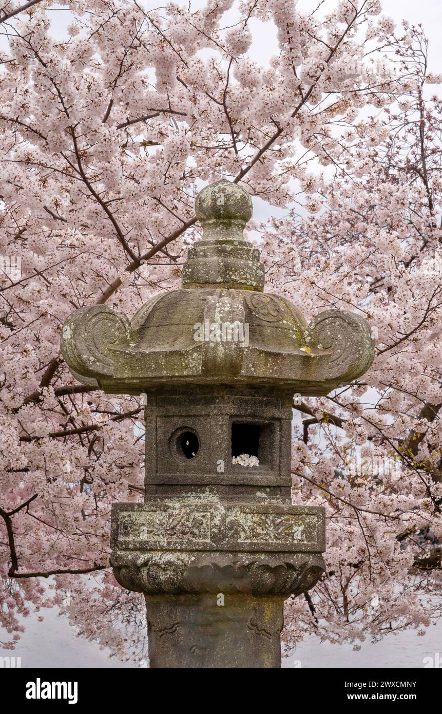 Washington DC – USA – 22. März 2024 vertikale Ansicht der japanischen Laterne, einer Granitlaterne im West Potomac Park, Washington, D.C. Stockfoto