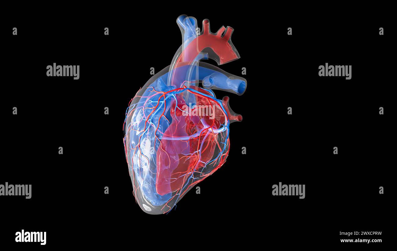 Illustration der menschlichen Herzdurchblutung und der inneren Strukturen. Der linke Vorhof, der linke Ventrikel und die Koronararterien sind rot und der rechte Vorhof, der rechte Ventrikel und die Herzvenen blau dargestellt. Stockfoto