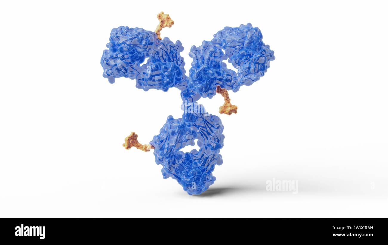Illustration der Antikörper-Arzneimittelkonjugate. Antikörper-Arzneimittelkonjugate können aus einem monoklonalen Antikörper (blau) und einer zytotoxischen Nutzlast (orange) bestehen, um bestimmte Zellen im Körper anzugreifen und zu zerstören. Stockfoto