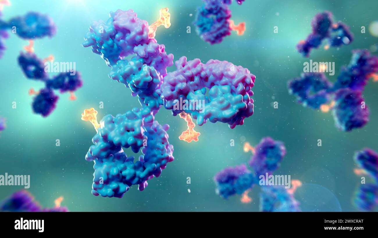 Illustration der Antikörper-Arzneimittelkonjugate. Antikörper-Arzneimittelkonjugate können aus einem monoklonalen Antikörper (blau/violett) und einer zytotoxischen Nutzlast (orange) bestehen, um bestimmte Zellen im Körper anzugreifen und zu zerstören. Stockfoto