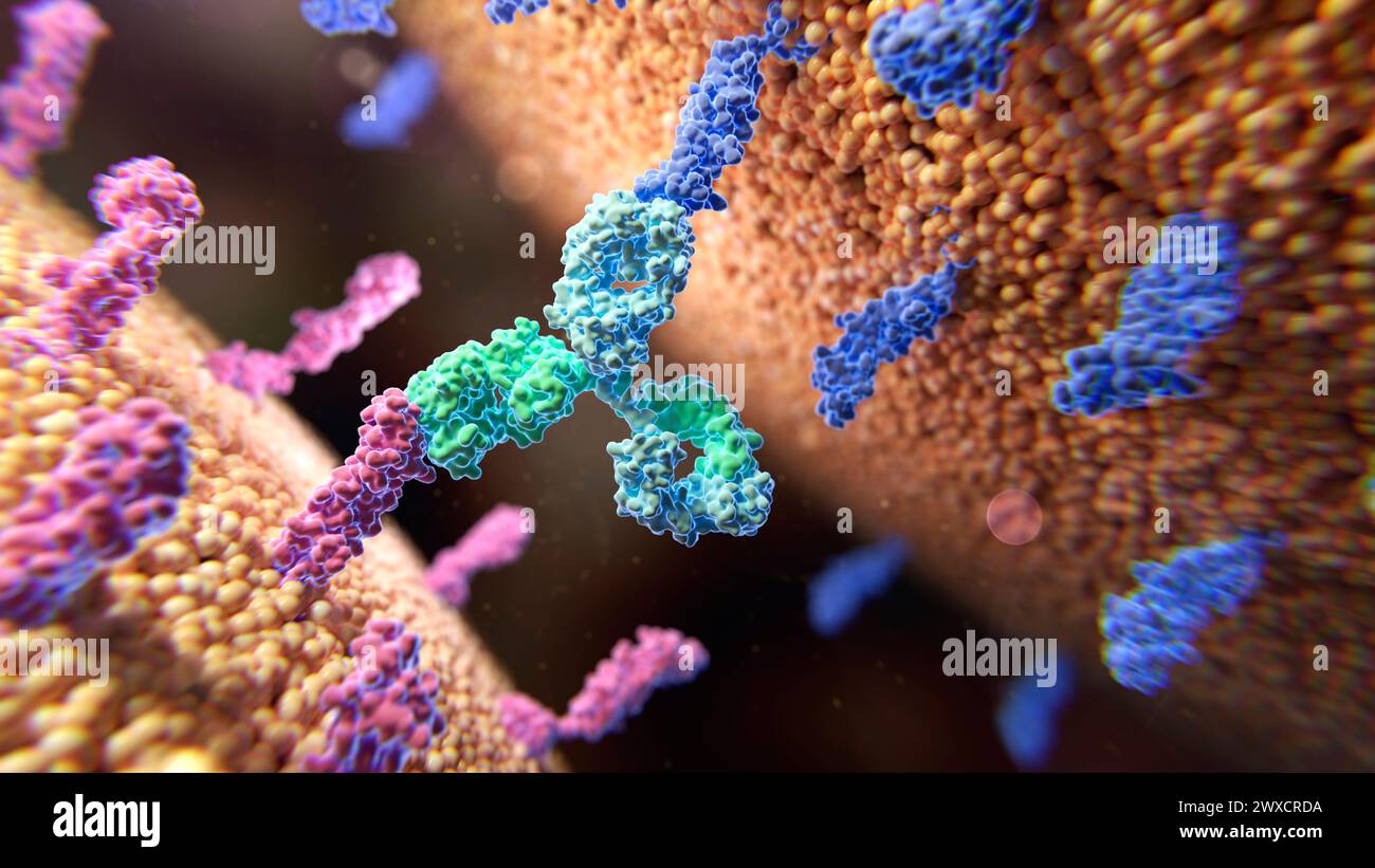 Abbildung eines bispezifischen Antikörpers (grün und hellblau), der an zwei verschiedene Membranproteine (rosa und dunkelblau) bindet. Stockfoto