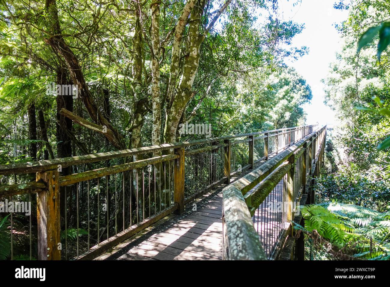 Dorrigo Rainforest Centre Sky Walk, Dorrigo, NSW, Australien Stockfoto