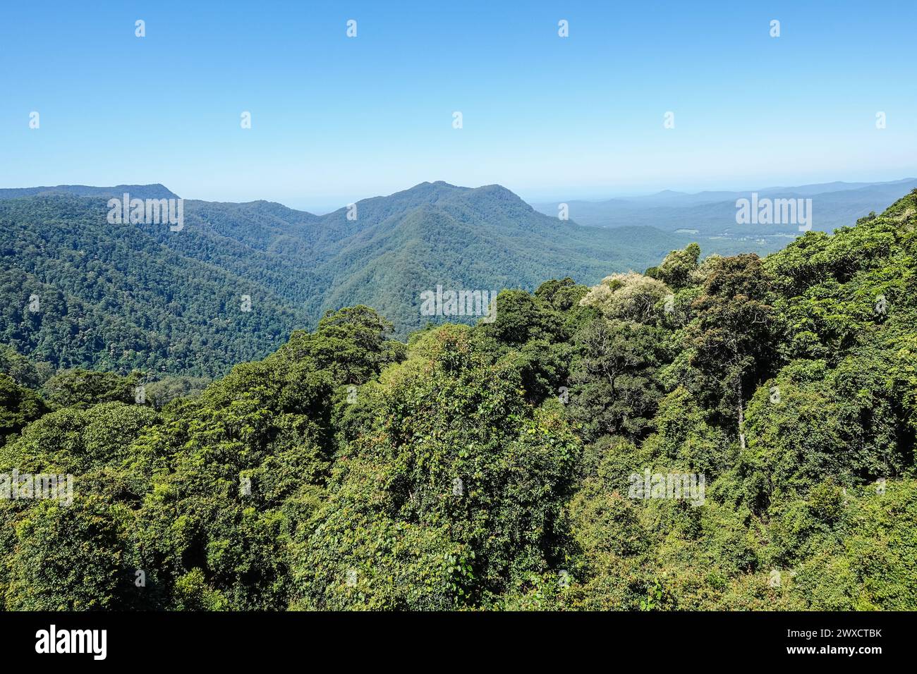 Dorrigo Rainforest, Blick vom Sky Walk, Dorrigo, NSW, Australien Stockfoto