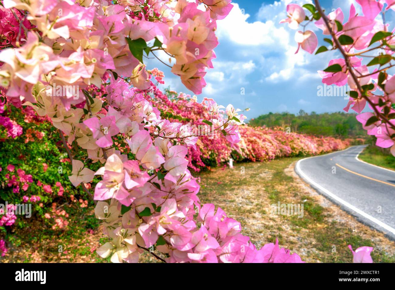 Mehrfarbiger Bougainvillea entlang einer Straße. Wunderschöne und farbenfrohe Bougainvillea wächst entlang einer Straße. Stockfoto