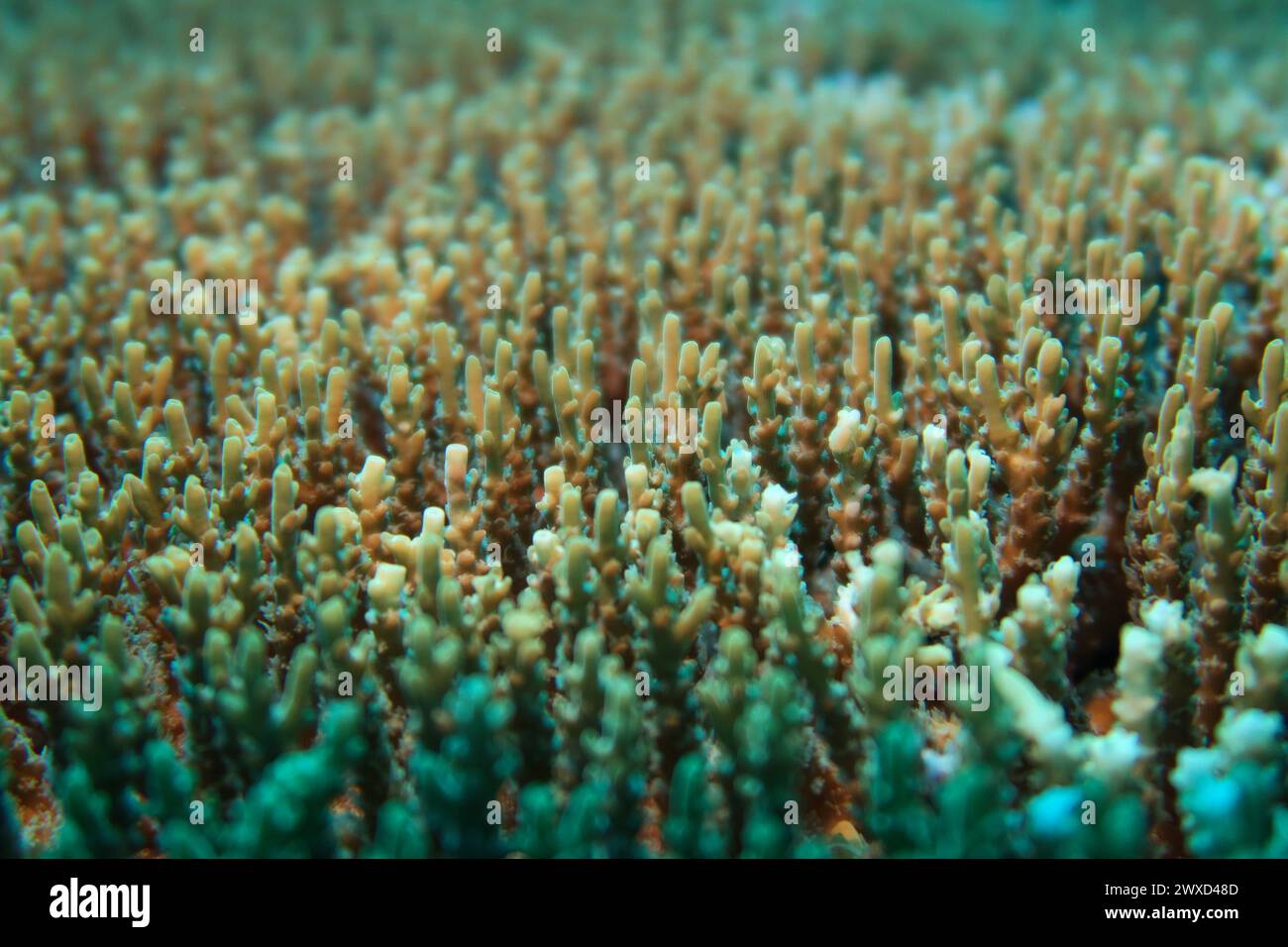 Mehrere grüne Schwämme unter Wasser von oben gesehen Stockfoto