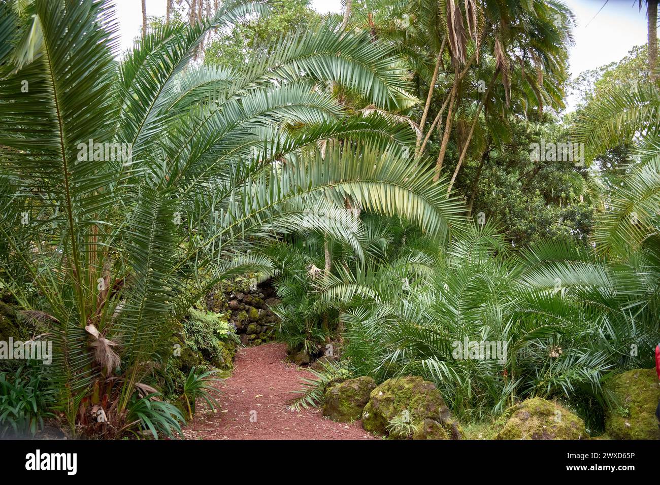 Jardim Botanico Antonio Borges. Ruhiger botanischer Garten auf den Azoren, Portugal, mit vielfältigen Pflanzenarten und ruhiger natürlicher Schönheit Stockfoto