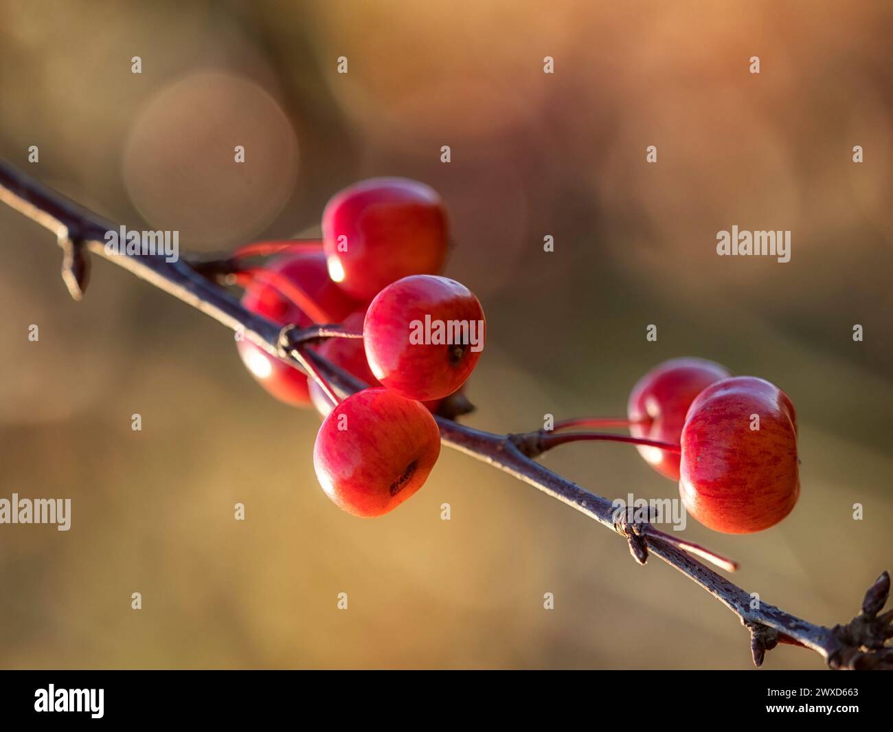 Großaufnahme der roten Früchte des Krabbenapfels Malus 'Evereste' im Herbst vor einem diffusen Hintergrund Stockfoto
