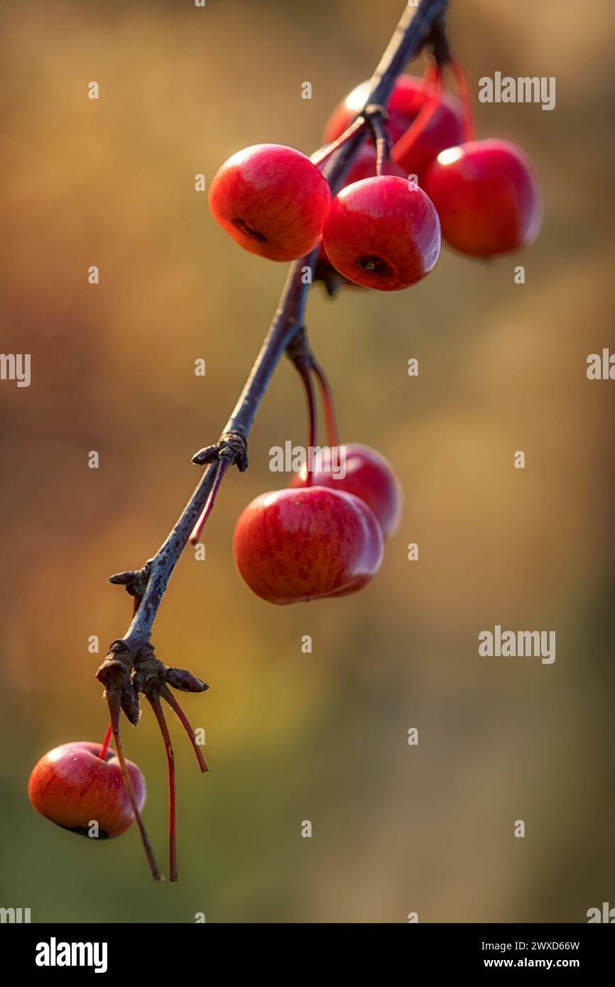 Großaufnahme der roten Früchte des Krabbenapfels Malus 'Evereste' im Herbst vor einem diffusen Hintergrund Stockfoto