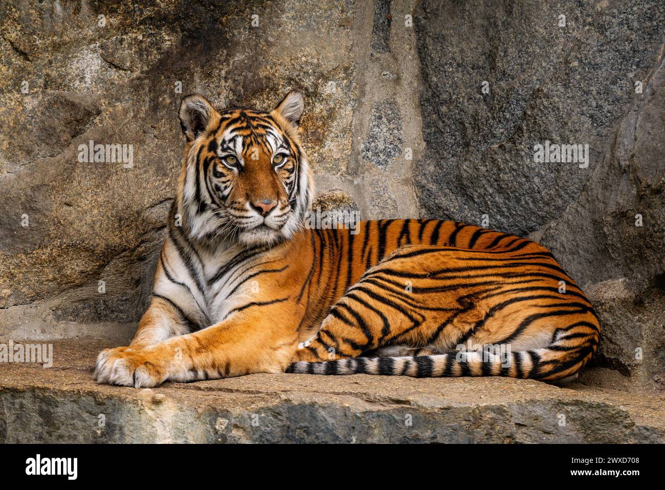 Sumatra Tiger - Panthera Tigris sumatrae, schöne farbige große Katze aus südostasiatischen Wäldern und Wäldern, Sumatra, Indonesien. Stockfoto