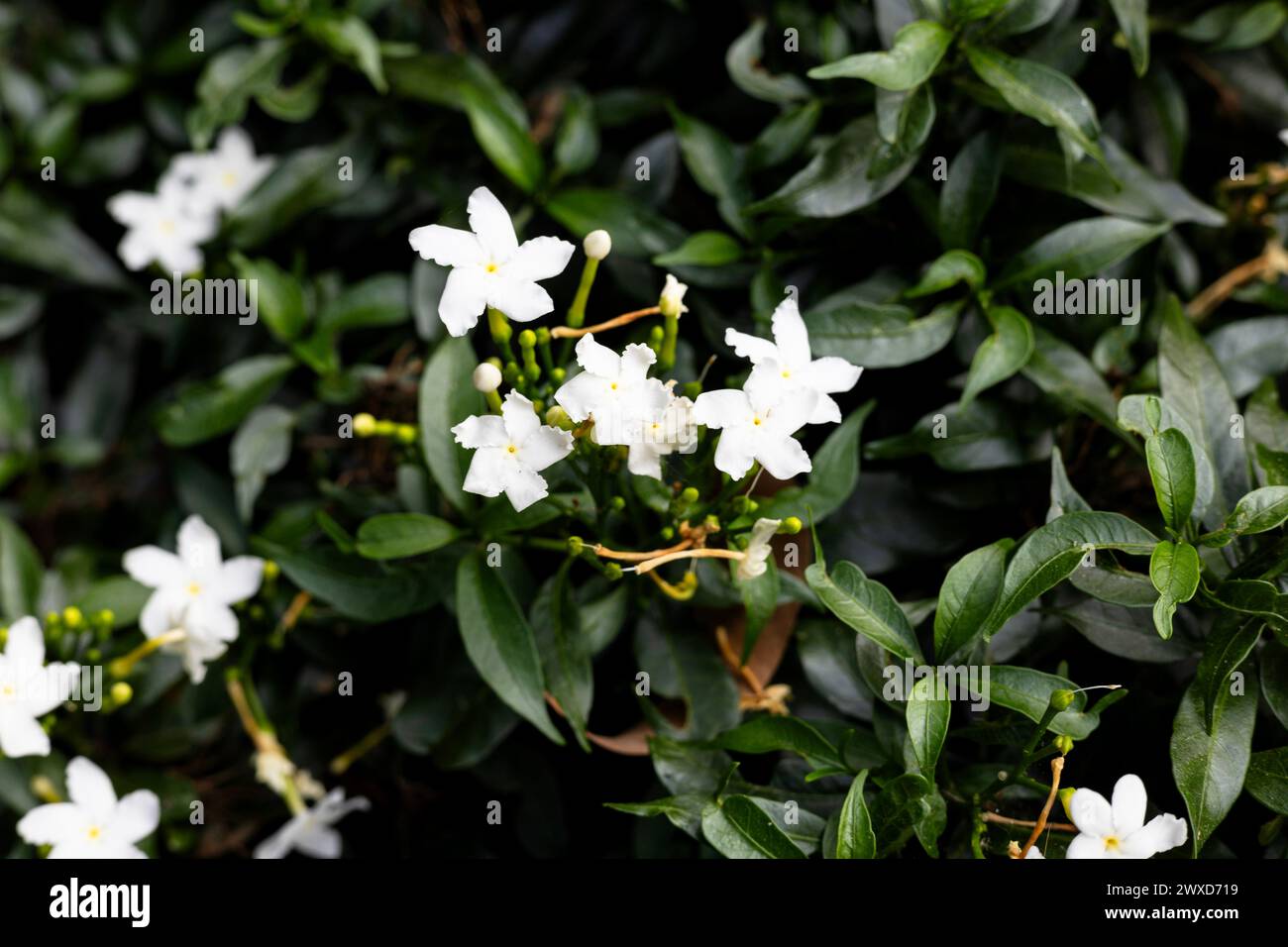 Pflanzen mit weißen Blüten und grünen Blättern wachsen reichlich. Nahaufnahme von schönen weißen Blumen und grünen Blättern. Stockfoto