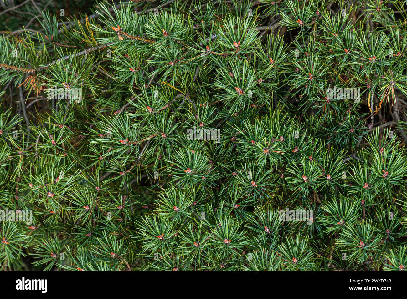Grüne Nadelschüsse aus nächster Nähe. Die Nadeln waren zu kurz. Äste eines südlichen Baumes. Bild für Textur, Hintergrund. Stockfoto