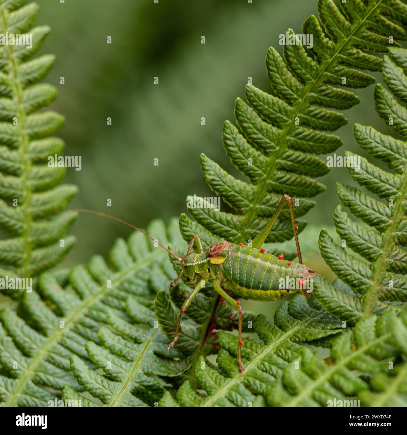 Steropleurus pseudolus Saddle Buschkricket großer Heuschrecken ohne Flügel grün. Endemisch. Tageslicht Stockfoto