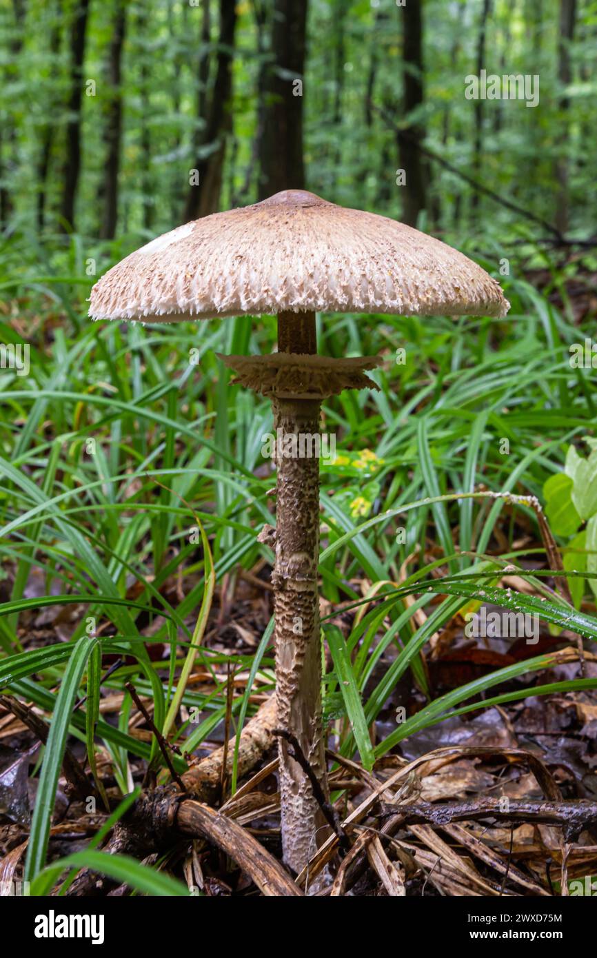 Macrolepiota procera, essbare Pilze im Wald. Macrolepiota Procera, auch bekannt als der Sonnenschirm-Pilz. Sehr lecker und gesund. Essbare Pilze. Stockfoto