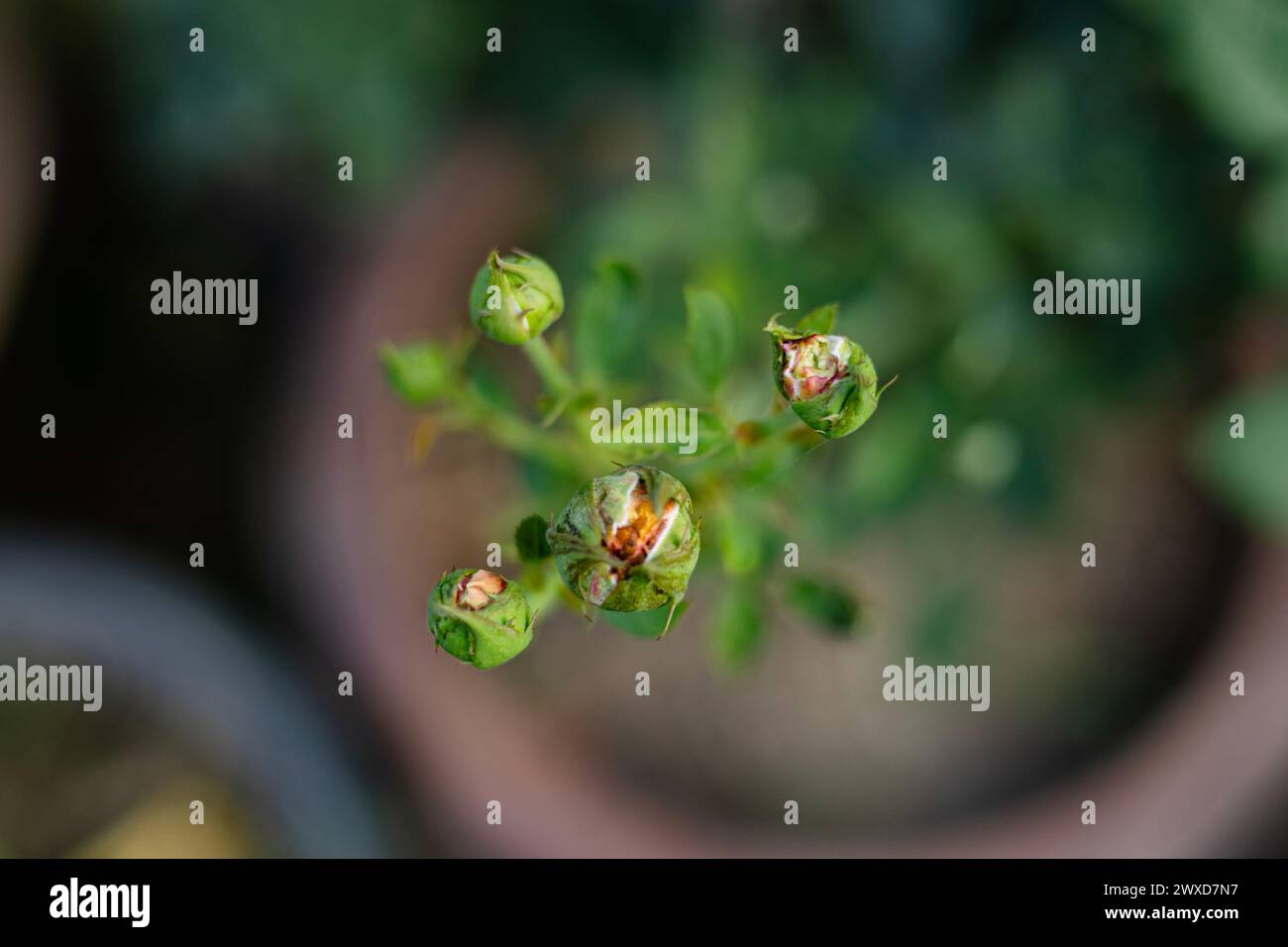 Nahaufnahme von wunderschönen Rosenknospen im botanischen Garten. Stockfoto