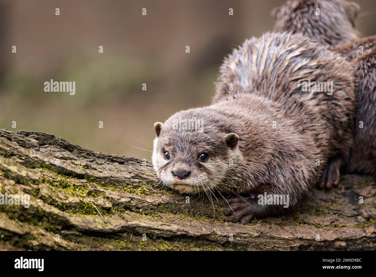 Ein Otter, der auf einem Baumzweig steht und nach vorne blickt. Stockfoto