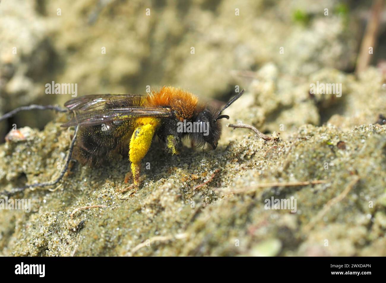 Natürliche Nahaufnahme einer weiblichen Clarke-Bergbaubiene, Andrenaz Clarkella, die auf dem Boden sitzt Stockfoto
