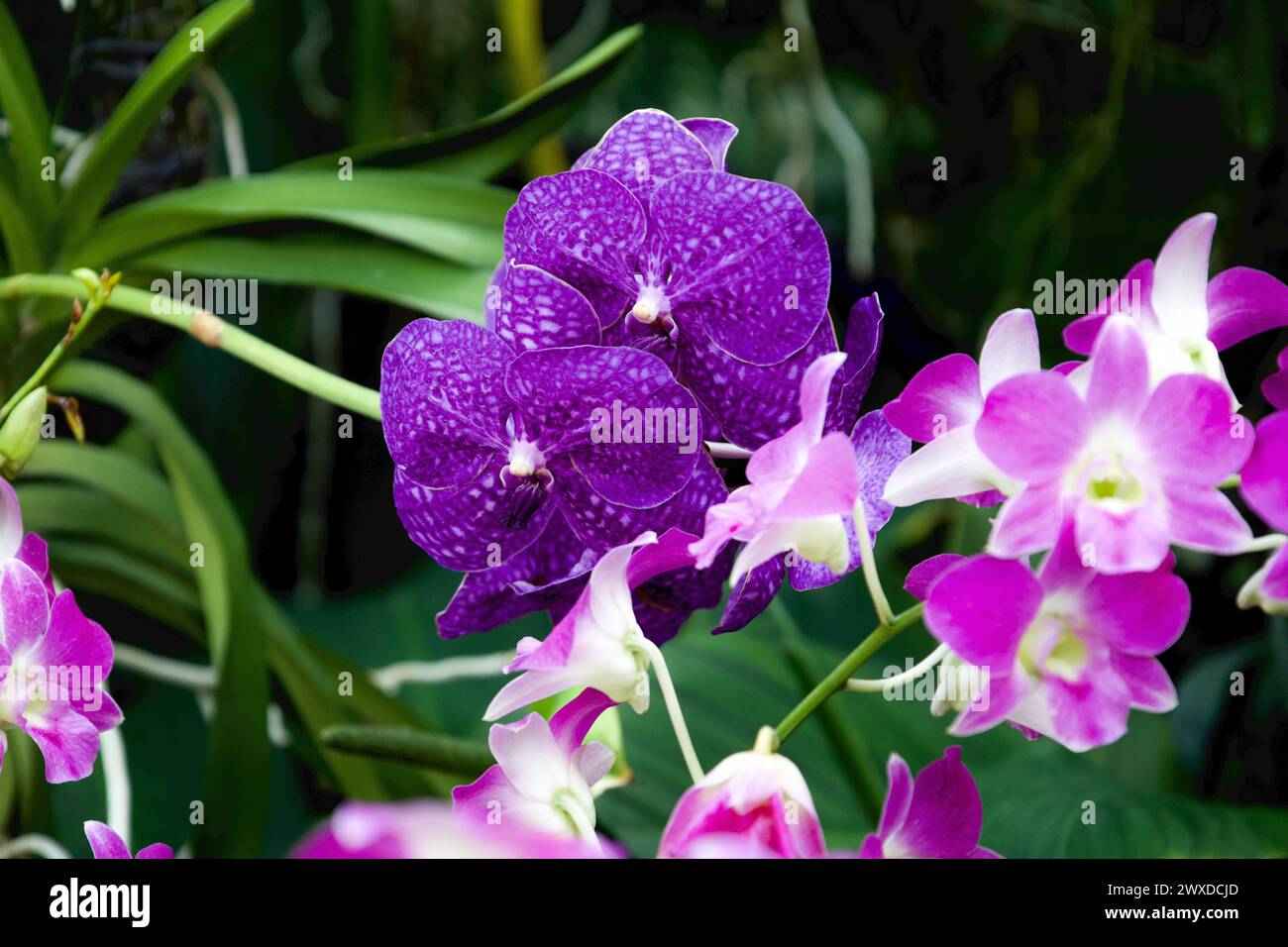 Orchid im National Orchid Garden in Botanic Gardens, Singapur Stockfoto