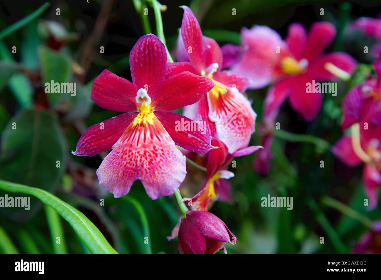 Orchid im National Orchid Garden in Botanic Gardens, Singapur Stockfoto