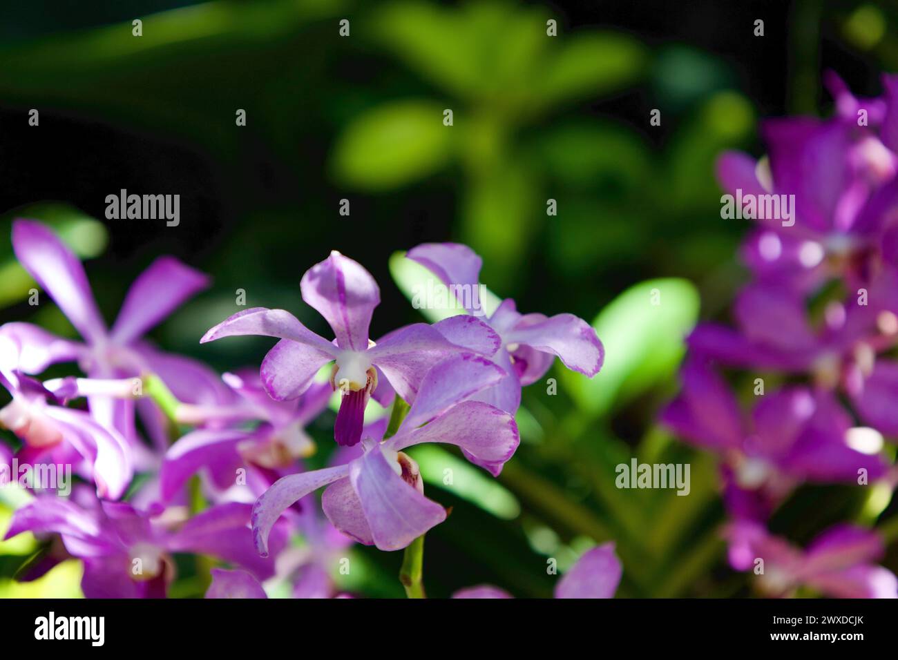 Orchid im National Orchid Garden in Botanic Gardens, Singapur Stockfoto