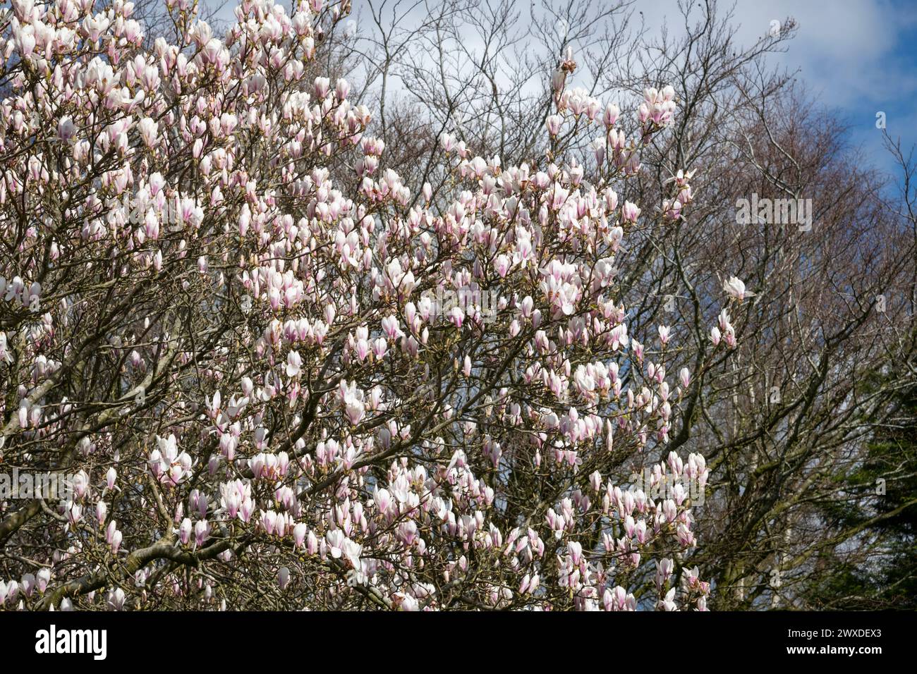 Ein reifer Magnolia Soulangeana Baum in voller Blüte bei Frühlingssonne in einem englischen Garten Stockfoto