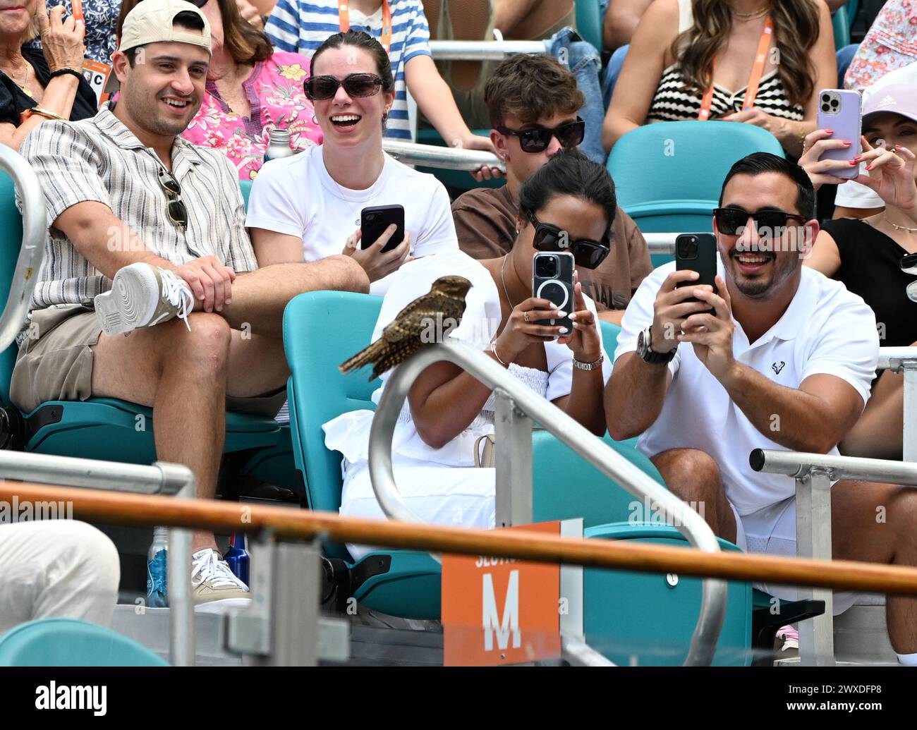 Miami Gardens FL, USA. März 2024. Eine Chuck-will's-Witwe wird als Jannik Sinner gegen Daniil Medwedev im Halbfinale der Männer bei den Miami Open im Hard Rock Stadium am 29. März 2024 in Miami Gardens, Florida, gesehen. Quelle: Mpi04/Media Punch/Alamy Live News Stockfoto