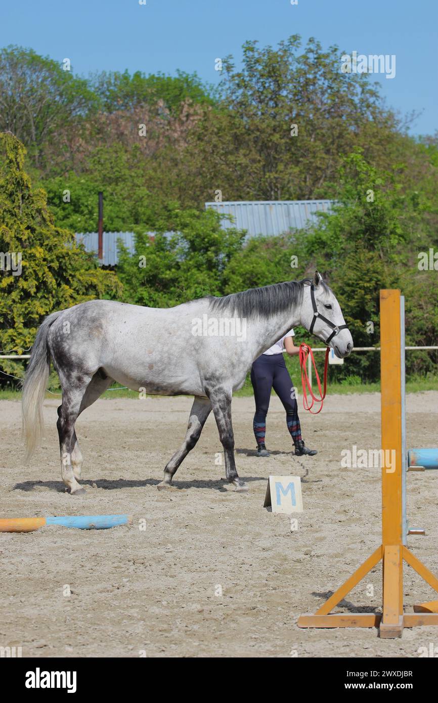 Teenager-Mädchen trainiert ein graues Pferd auf einem Ausfallschritt in einem Ponyclub Stockfoto