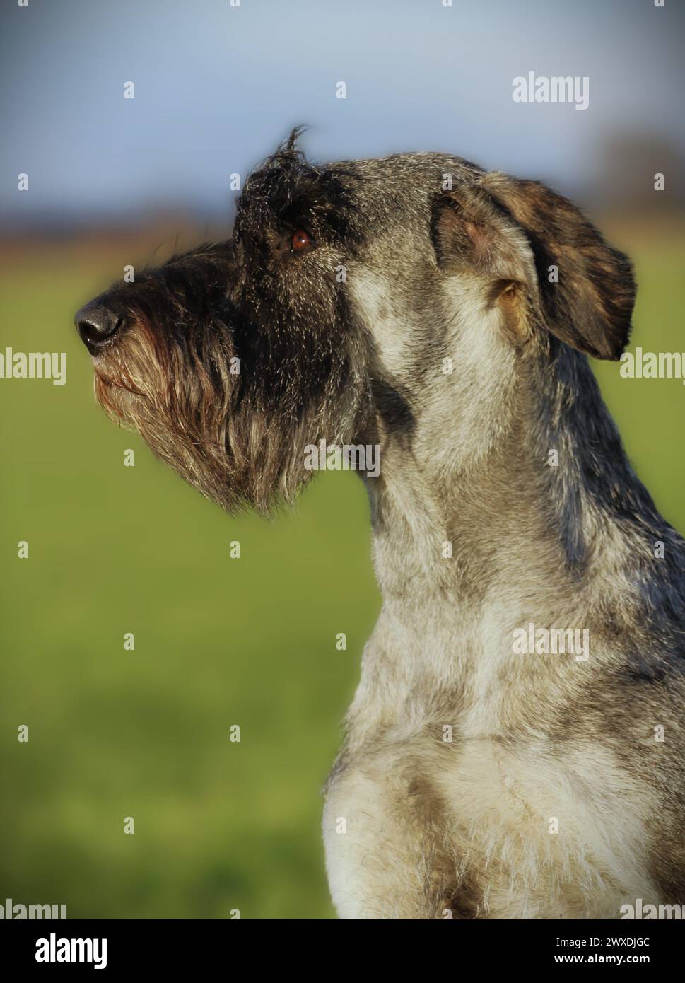 Porträt eines Riesenschnauzers Pfeffer und Salz Stockfoto
