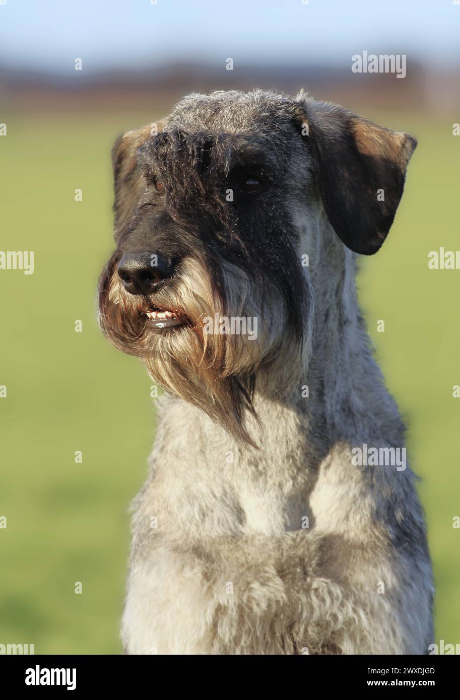 Porträt eines Riesenschnauzers Pfeffer und Salz Stockfoto