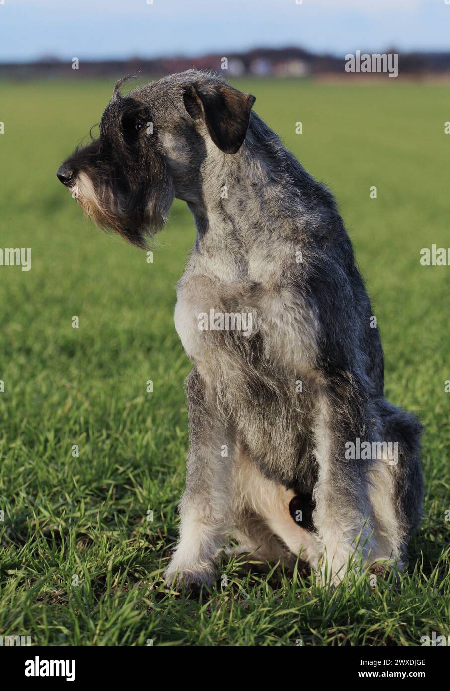 Porträt eines Riesenschnauzers Pfeffer und Salz Stockfoto