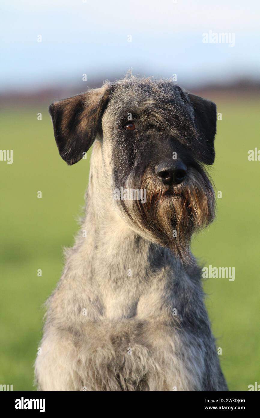 Porträt eines Riesenschnauzers Pfeffer und Salz Stockfoto